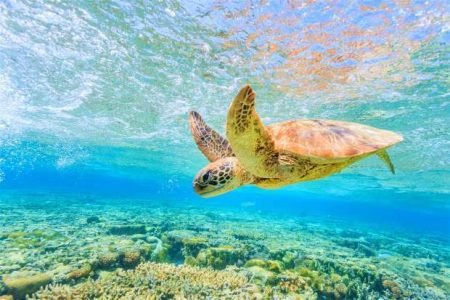 Sharm El Naga Snorkeling Trip from Hurghada (Easy Shore Snorkelling)